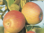 braeburn braeburn