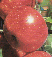 rubinola rubinola
