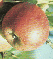 topaz topaz