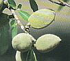 mandla01