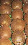 kiwi02