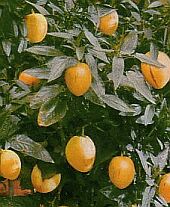 pepino