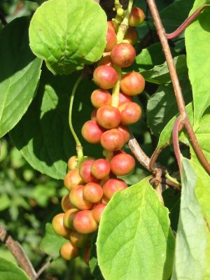 schizandra-chinensis