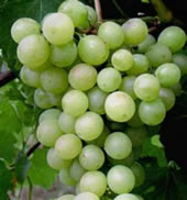 kralovna_vinihradov