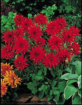 red_pigmy red_pigmy