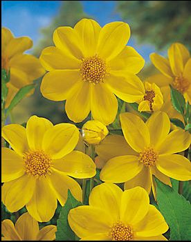 yellow_sneezy yellow_sneezy