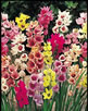 ixia1