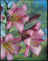 pink_perfektion1