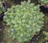 abies_balsamea_nana2