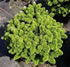 abies_balsamea_nana_01
