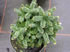 abies_balsamea_piccolo01