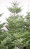 abies_koreana_01