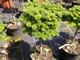 abies_koreana_dark_hill_km