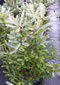 abies_koreana_silberlocke_01