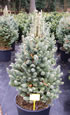 abies_lasiocarpa_compacta01