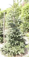 abies_pinsapo_01