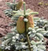 abies_procera_glauca_01