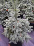 abies_procera_obrighoven01