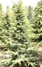 cedrus_atlantica_aurea_01