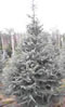 cedrus_atlantica_glauca_01