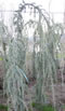 cedrus_atlantica_glauca_pendula_01 cedrus_atlantica_glauca_pendula_01