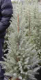 cedrus_deodara_01 cedrus_deodara_01