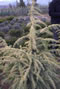 cedrus_deodara_golden_horizon_01 cedrus_deodara_golden_horizon_01