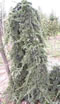 cedrus_deodara_pendula_01 cedrus_deodara_pendula_01