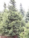 cedrus_deodara_robusta_01