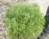 cryptomeria_japonica_globosa_nana_01 cryptomeria_japonica_globosa_nana_01