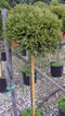 cryptomeria_japonica_globosa_nana_kmienik_01 cryptomeria_japonica_globosa_nana_kmienik_01