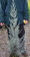 cupressus_arizonica_01