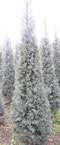 cupressus_arizonica_fastigiata_01