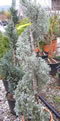 cupressus_arizonica_spirala_01