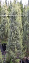 cupressus_arizonica_sulphurea_01