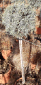 cupressus_arizonica_tvar_gula_01