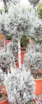 cupressus_arizonica_tvar_gula_2x_01