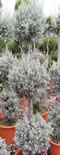 cupressus_arizonica_tvar_gula_3x_01