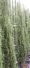cupressus_sempervirens_pyramidalis_01