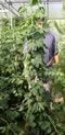ginkgo_biloba_01 ginkgo_biloba_01