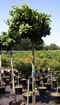 ginkgo_biloba_mariken_kmienik_01 ginkgo_biloba_mariken_kmienik_01