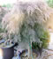 microbiata_decussata_kmienik_01 microbiata_decussata_kmienik_01