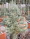 sequoiadendron_giganteum_glauca_01 sequoiadendron_giganteum_glauca_01