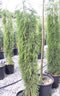 sequoiadendron_giganteum_pendula_01 sequoiadendron_giganteum_pendula_01