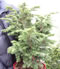 tsuga_canadensis_greenwood_lake_01 tsuga_canadensis_greenwood_lake_01
