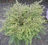 tsuga_canadensis_jeddeloh_01 tsuga_canadensis_jeddeloh_01
