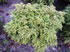 tsuga_canadensis_nana_01 tsuga_canadensis_nana_01