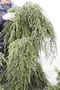 tsuga_canadensis_pendula_01 tsuga_canadensis_pendula_01