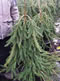 picea_abies_inversa_01 picea_abies_inversa_01