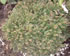 picea_abies_pygmaea_01 picea_abies_pygmaea_01
